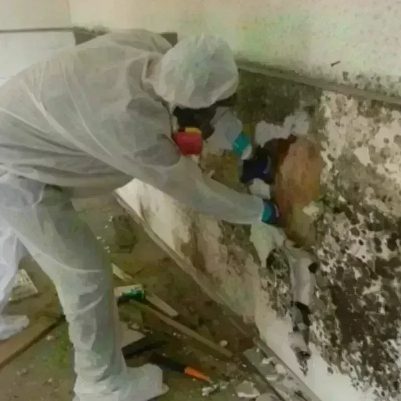 Mold Remediation and Removal in Leona Valley, CA